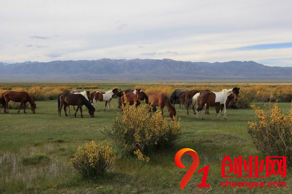 2018年畜牧業(yè)十三大猜想