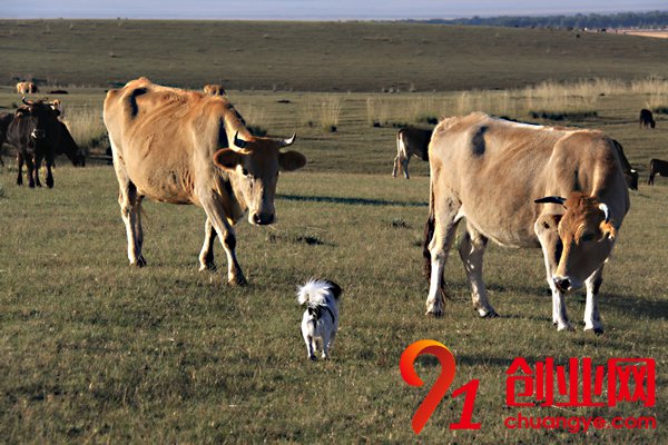 2018年畜牧業(yè)十三大猜想