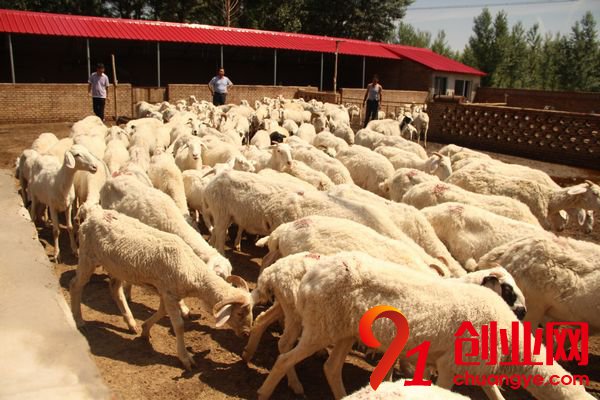 2018年畜牧業(yè)十三大猜想