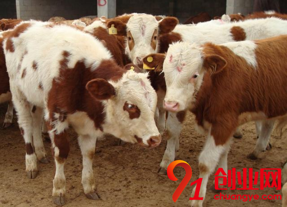 養(yǎng)牛賺錢從買牛開始，你知道其中的門道嗎