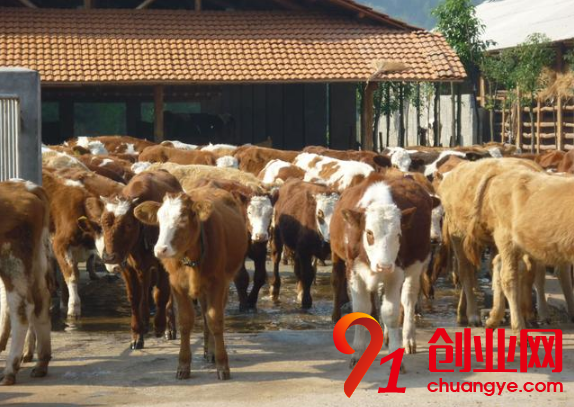 養(yǎng)牛賺錢從買牛開始，你知道其中的門道嗎