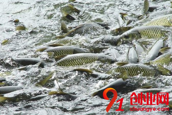 農村干什么賺錢?帶你探尋賺錢之道