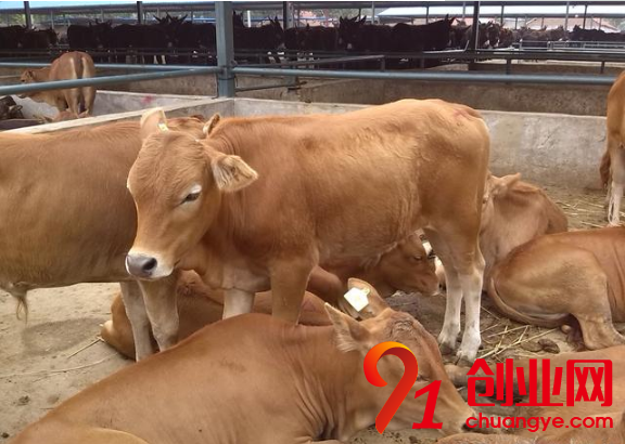 現(xiàn)在北方農(nóng)民養(yǎng)殖什么可以賺錢(qián)？