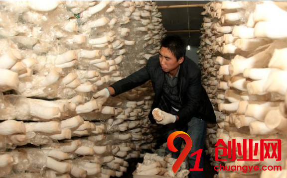 2018年回農(nóng)村創(chuàng)業(yè)，這幾個致富項目可以試一試