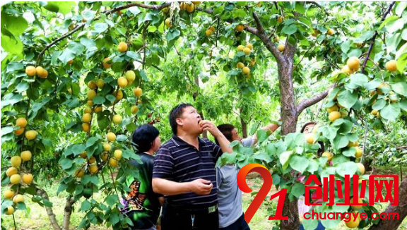 2018年回農(nóng)村創(chuàng)業(yè)，這幾個致富項目可以試一試