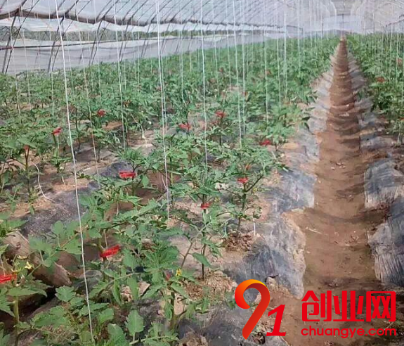 適合農(nóng)村創(chuàng)業(yè)的項目有哪些