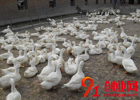 適合農(nóng)村創(chuàng)業(yè)的項目有哪些