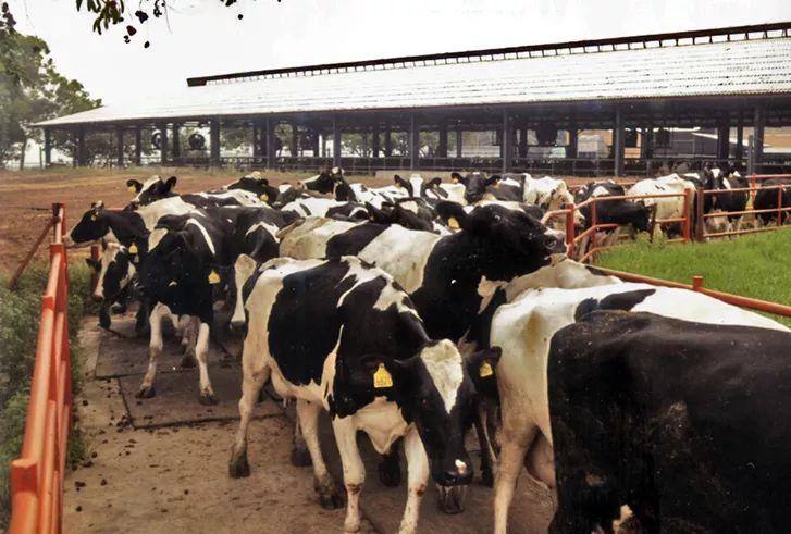 廣州三大奶，從細(xì)飲到大！