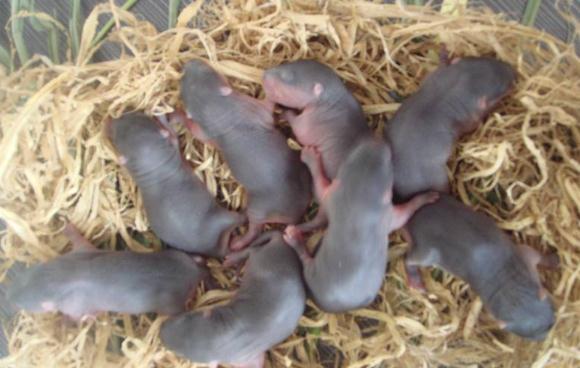 中國麝香鼠養(yǎng)殖基地