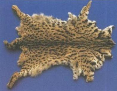 中國麝香鼠養(yǎng)殖基地