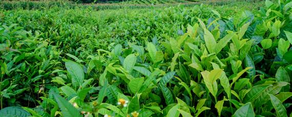 茶子樹的種植方法-攝圖網
