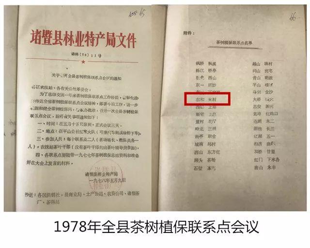 「發(fā)展」東和的鄉(xiāng)村振興，竟是源自一縷茶香？