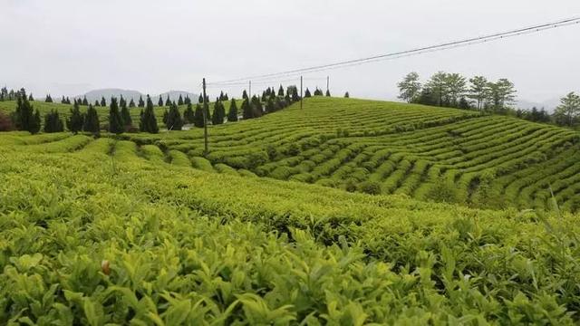 「發(fā)展」東和的鄉(xiāng)村振興，竟是源自一縷茶香？