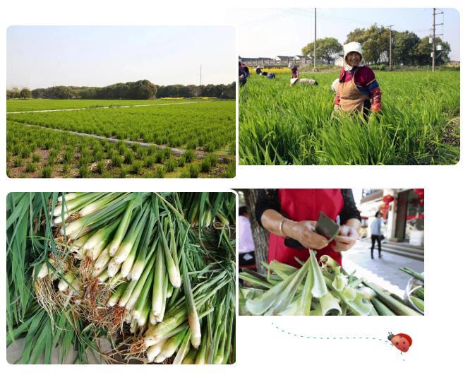 歡樂鄉(xiāng)村