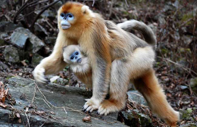 金絲猴種類圖片