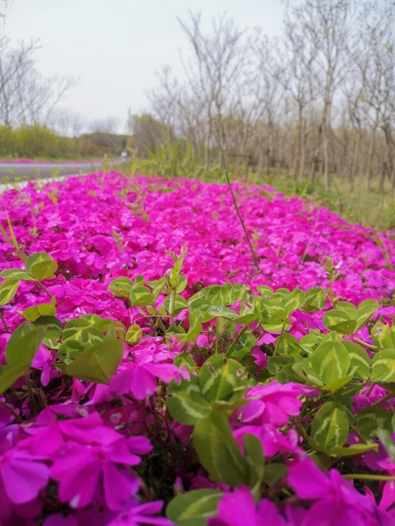 歡樂鄉(xiāng)村