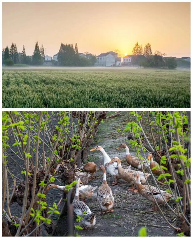 歡樂鄉(xiāng)村