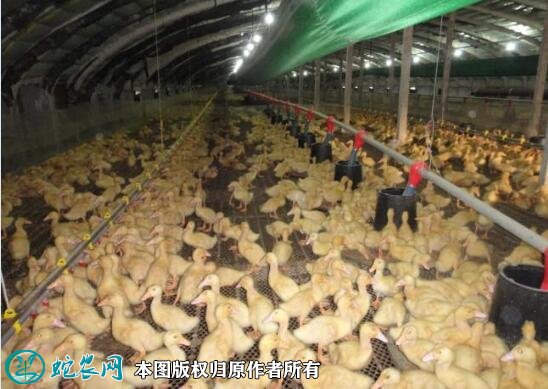 養(yǎng)鴨子賺錢嗎？